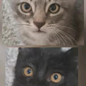Домашние котята♡