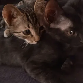 Котенки