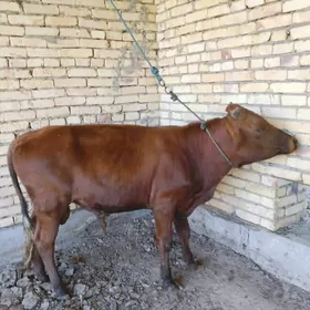 OKUZ BAKLYK