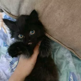 кошка