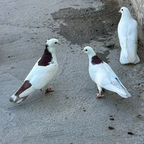 kepderi