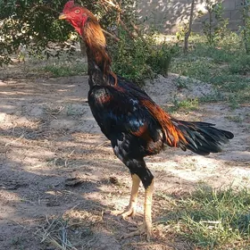 Ozbek