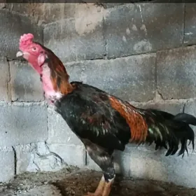 Taşkent horaz