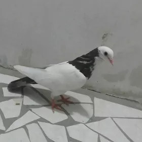Kepderi