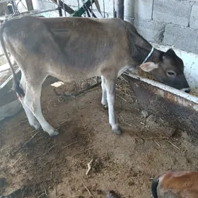Okuzce