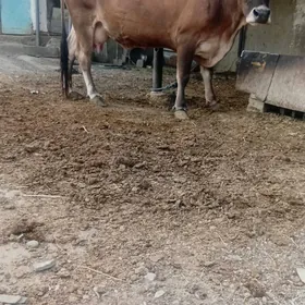 siwes sygyr