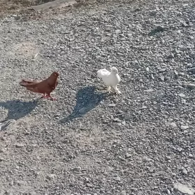 kepderi