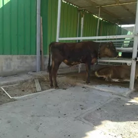 okuzce gole