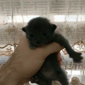 шотландский котенок