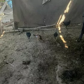 жуйже декан