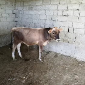 okuzce