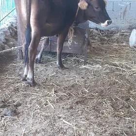 Oküz tuwe