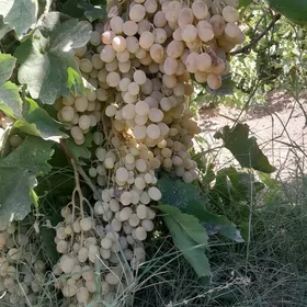 üzüm gekdar