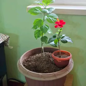 китайская роза