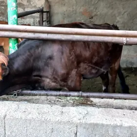 Şiwet tüwe.