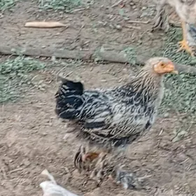 брама жужа 5айлик