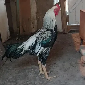 Taşkent
