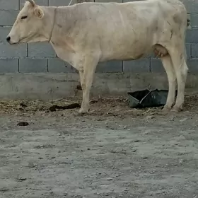 bogaz sygyr