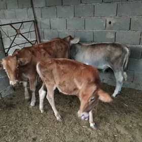 öküz