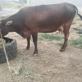 goleli sigir