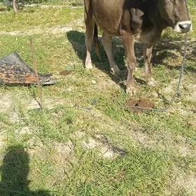 Goleli Sygr