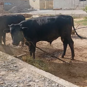ÖKÜZ