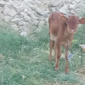 gulajyn göle