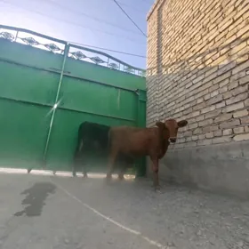 tüwe