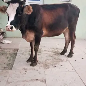 Sygyr