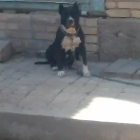 pitbul