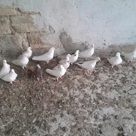 kepderi
