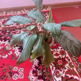 комнатные цветы