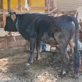 öküz