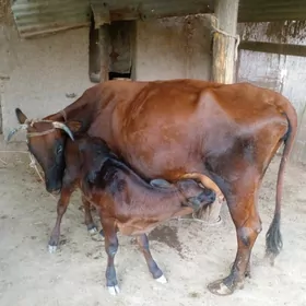 Tanaly sygyr
