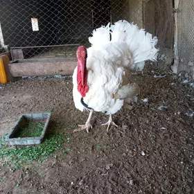 Gigant ak induk