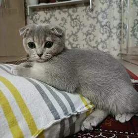 Кощка