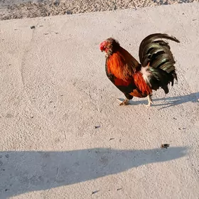 karlik horaz