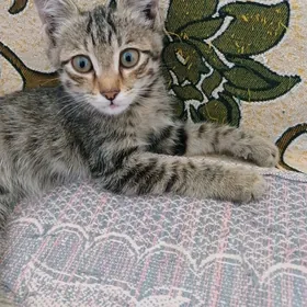 Котёнок