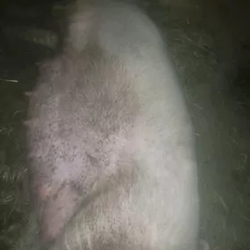 Doñuz