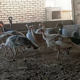 Induk kakilik