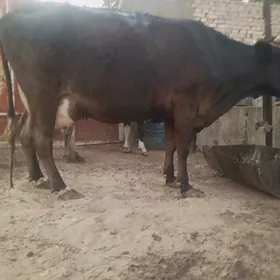 sygyr
