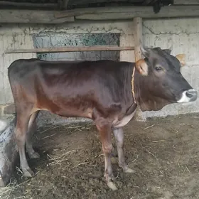 Tüwe