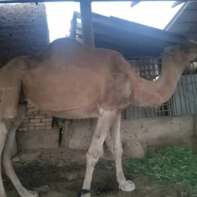 Satlyk düýe