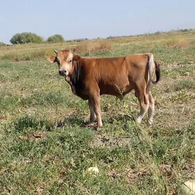 öküz