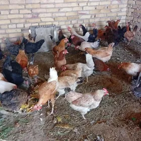 Mesny towuklar