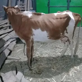 SYGYR