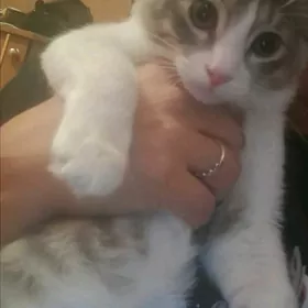 котик