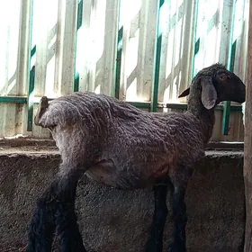 GUZLY GOÝUN.