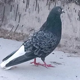 kepderi