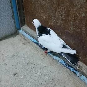 kepderi